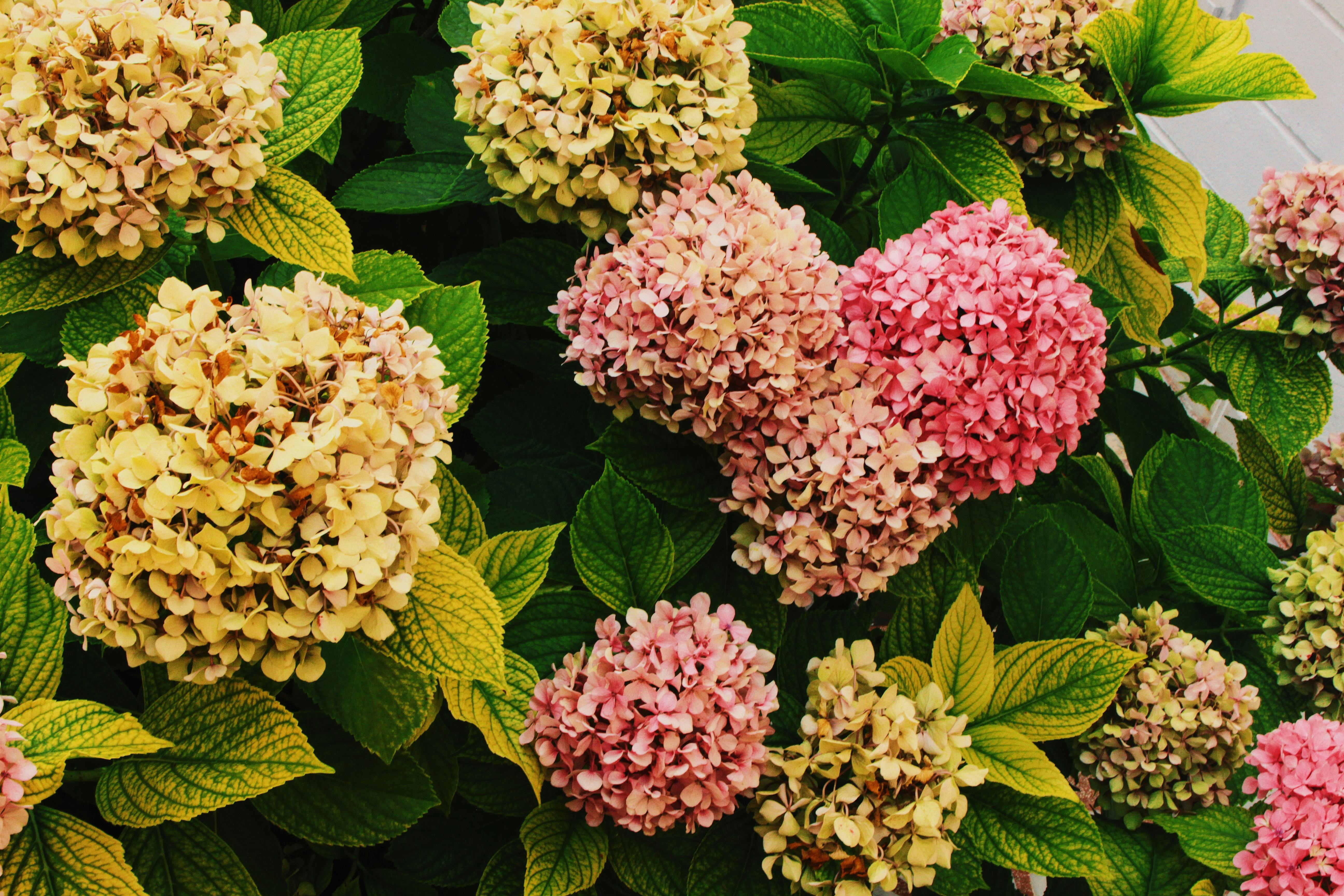 Panicle hydrangea autumn fall flowers