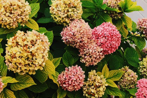 Hydrangea Flowers in Close Up Photography
