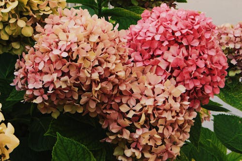 açan çiçekler, bitki örtüsü, bitkiler içeren Ücretsiz stok fotoğraf