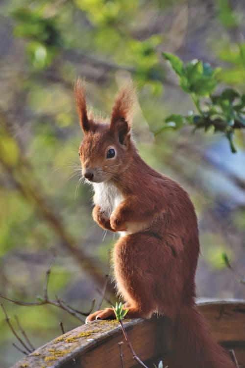 Squirrel Sitting in Park