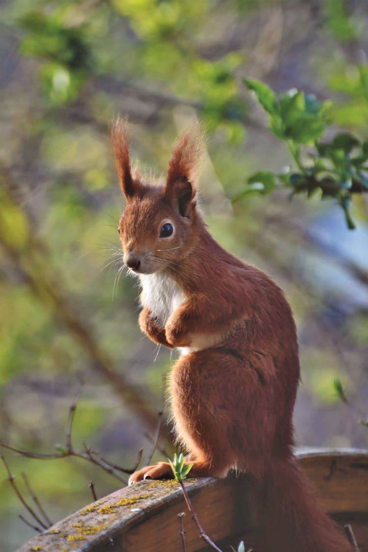 Squirrel Sitting In Park