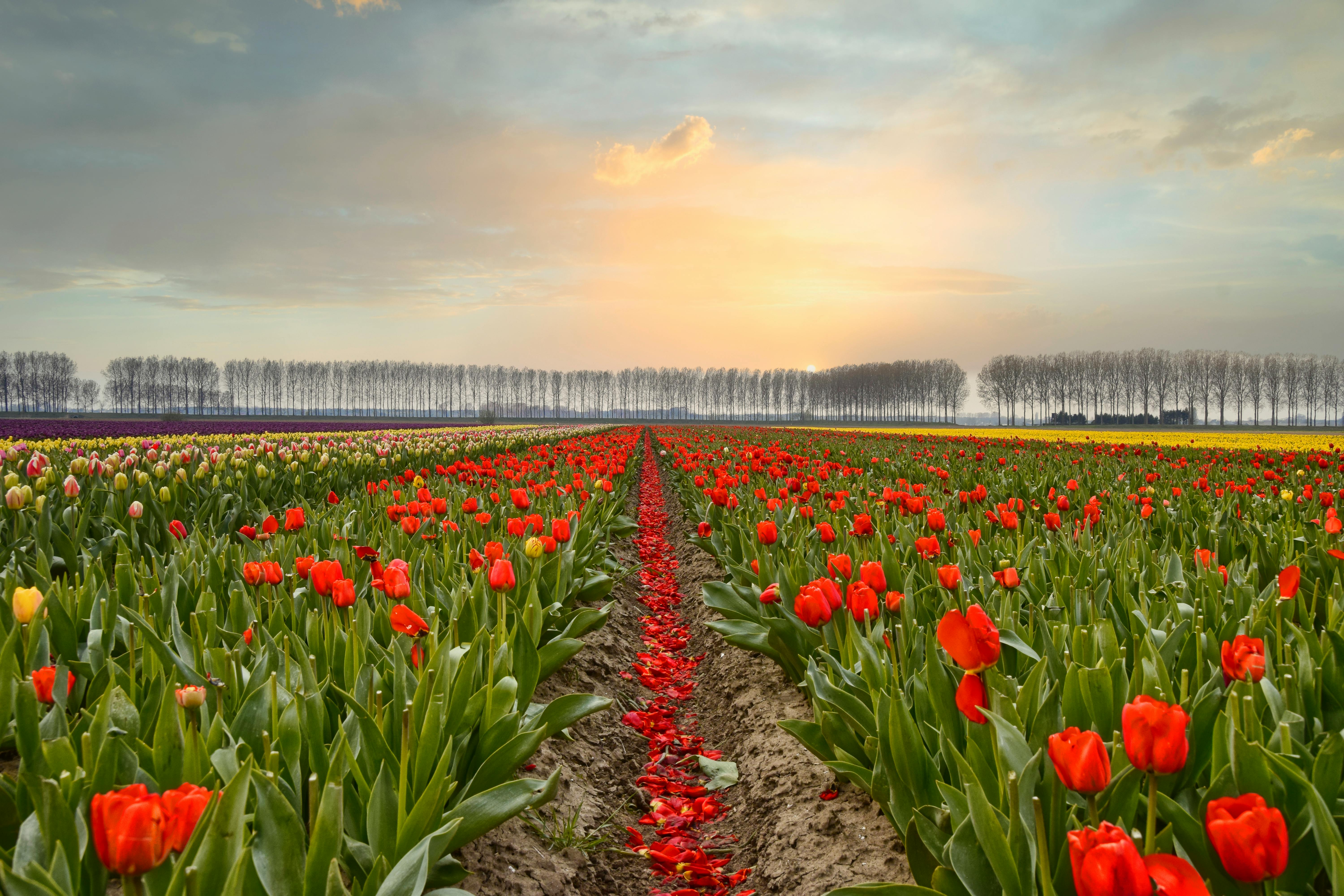 Vivid tulip fields stretch to the horizon under a stunning sunset in Beveren, Belgium.
