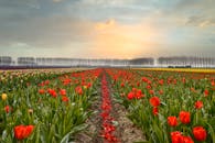 Red Tulips Field Under White Clouds and Blue Sky