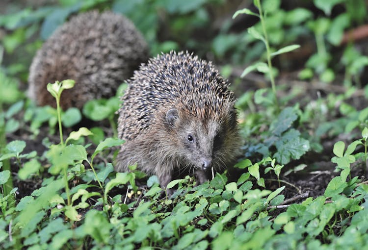 Hedgehogs Walking On Ground