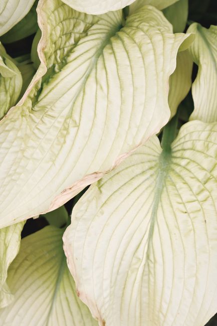 Detailed macro shot showing the textures and patterns of hosta leaves.