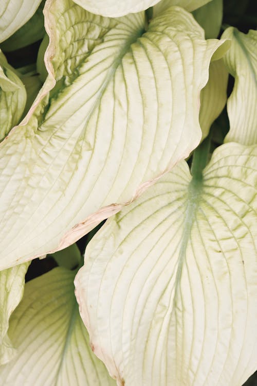 Leaves in Close Up Photography