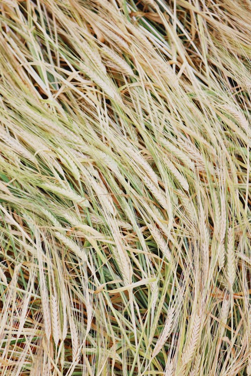 Close Up Photo of Wheat Grass
