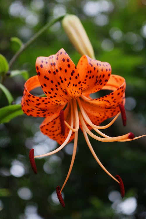 Free Close-Up Shot of Orange and Black Flower Stock Photo