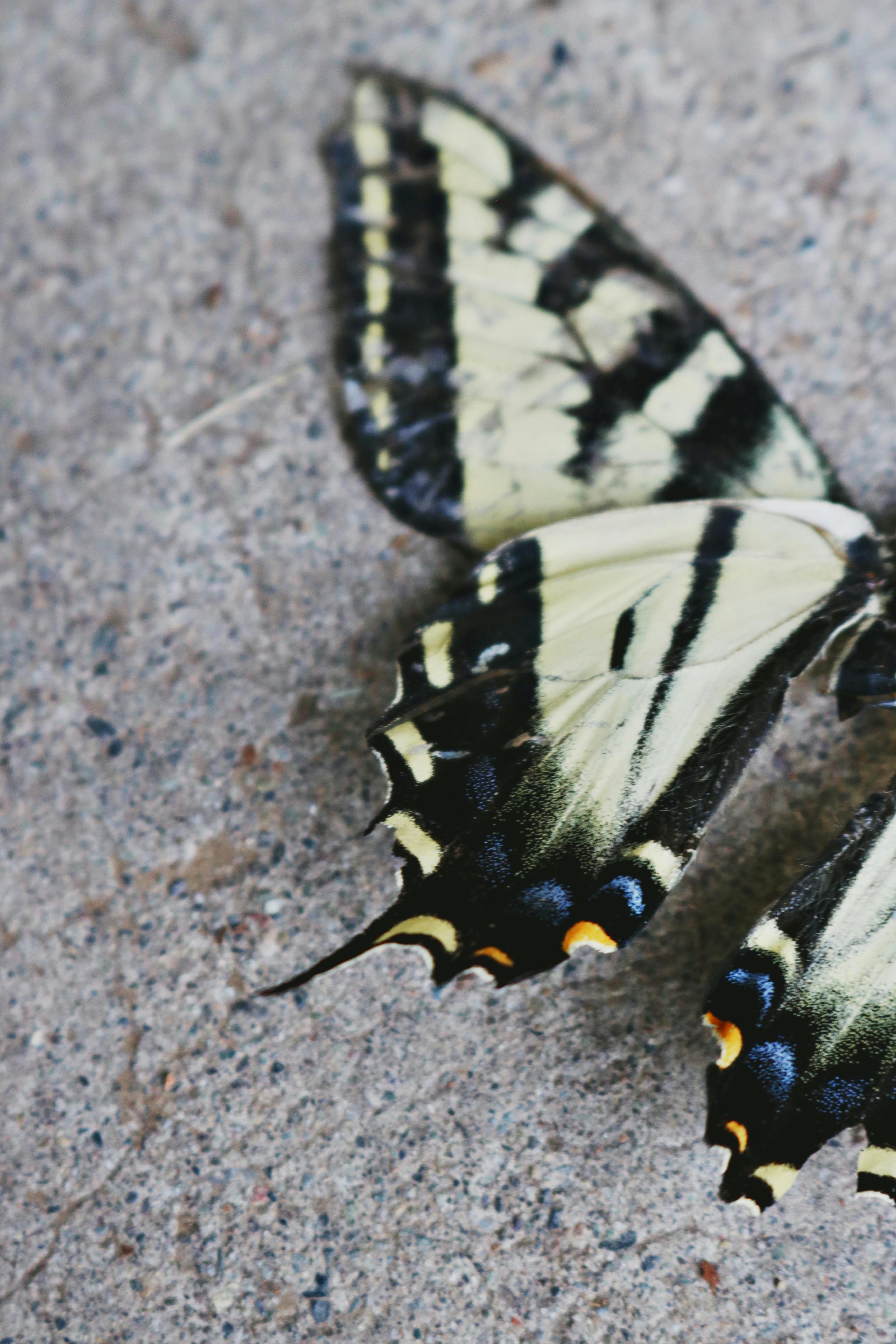 Detailed close-up of butterfly wings with vibrant patterns on a concrete surface.