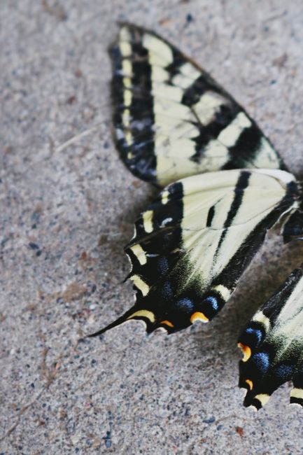 Detailed close-up of butterfly wings with vibrant patterns on a concrete surface.
