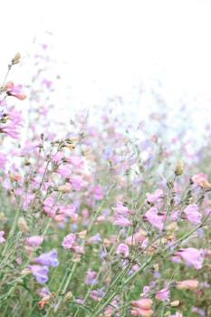 阳光明媚，色彩缤纷的野花盛开，展现了大自然的美丽