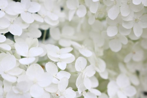 White Hydrangea Flowers · Free Stock Photo