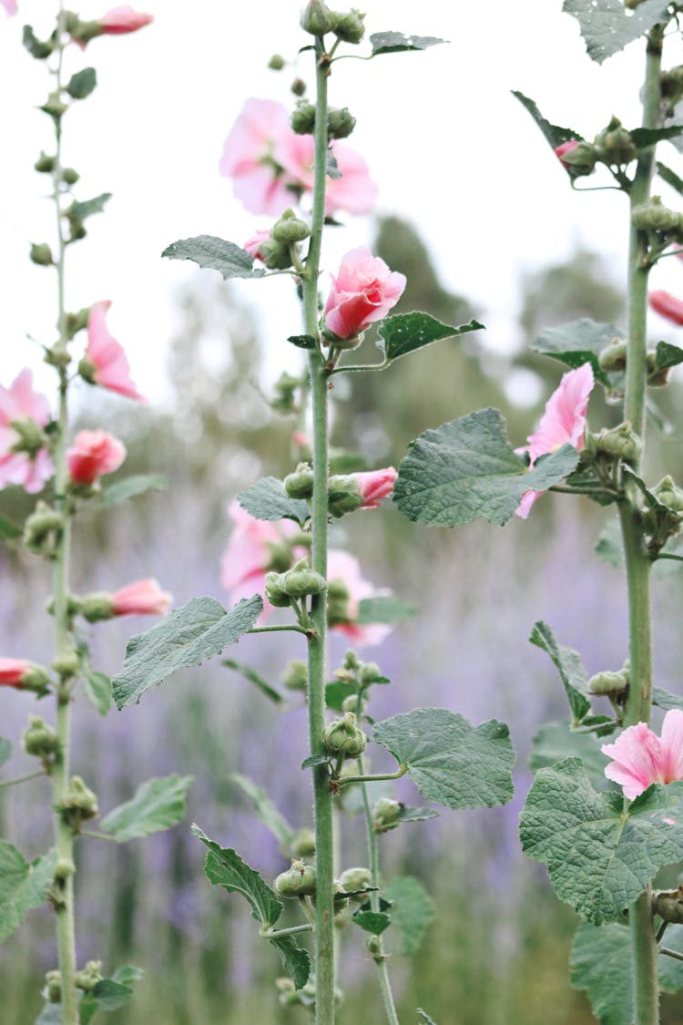 Close-up Of Pink Mallow Flowers 