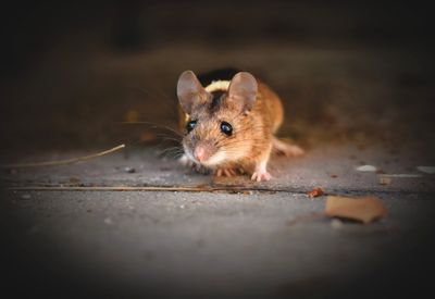 Rodent safely captured under a Thornwick rodent control plan
