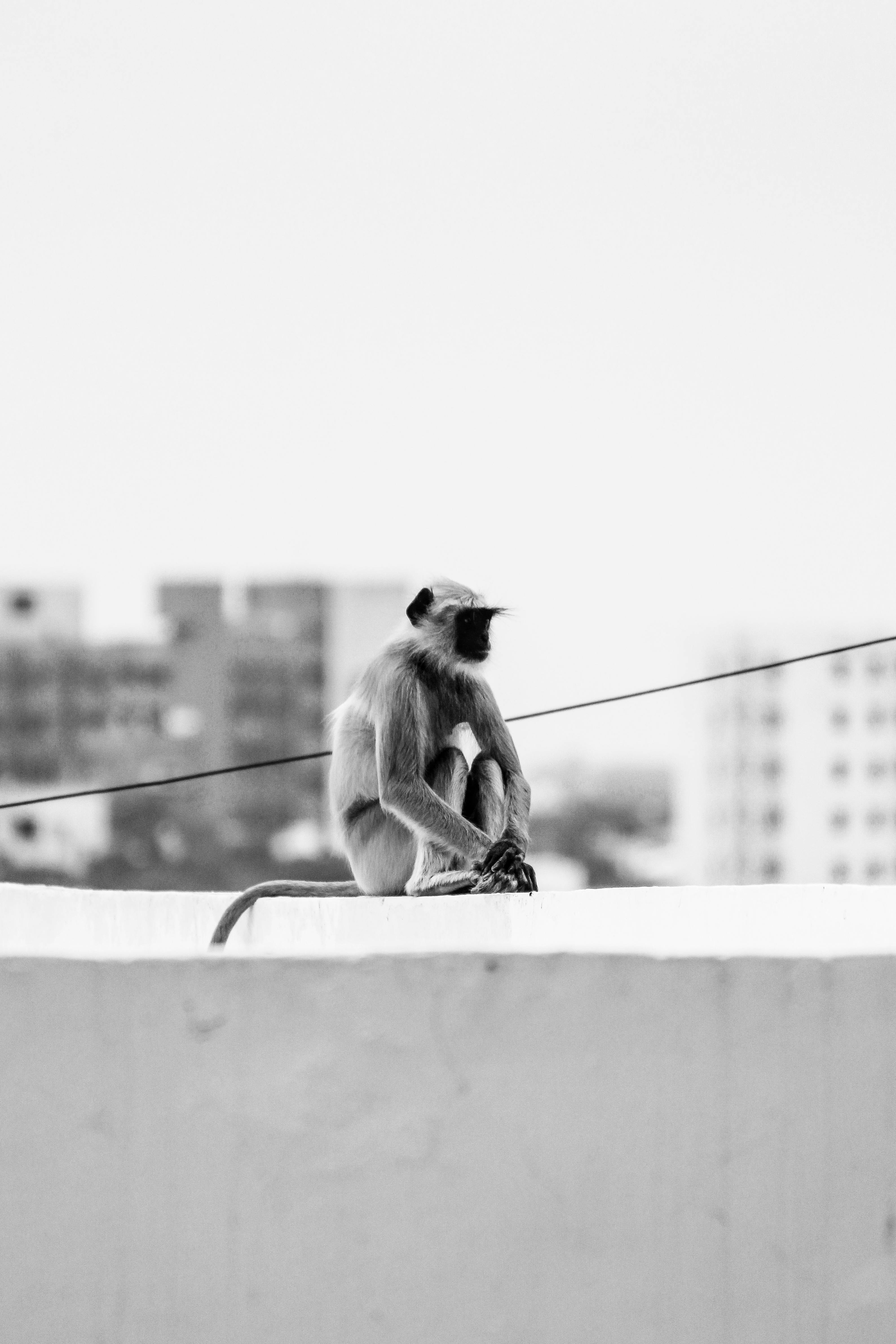 A monochrome photo of a monkey sitting on a building ledge in an urban setting.