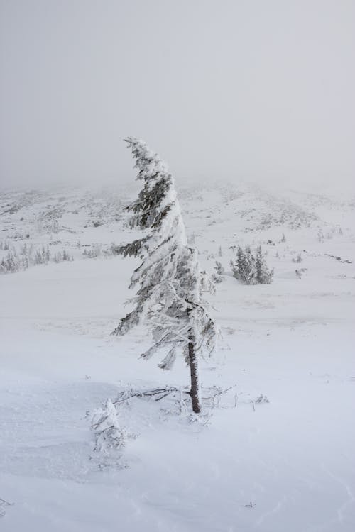 Darmowe zdjęcie z galerii z biały, drzewa, góry