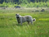 White Short Coated Dog on Green Grass Field