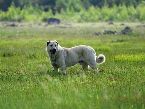 Free A shepherd dog stands gracefully in a green meadow in Mtskheta-Mtianeti, Georgia. Stock Photo