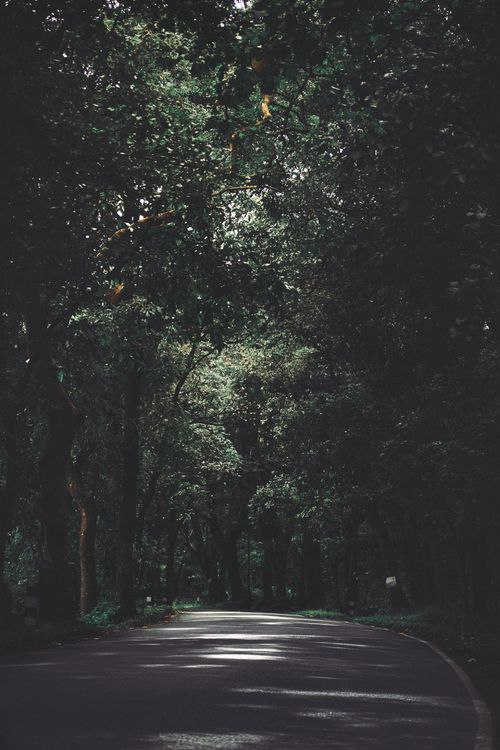 Free A peaceful road winding through a dense forest canopy. Ideal for nature and travel themes. Stock Photo