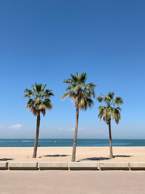Free Palm Trees on Beach against Blue Sky Stock Photo