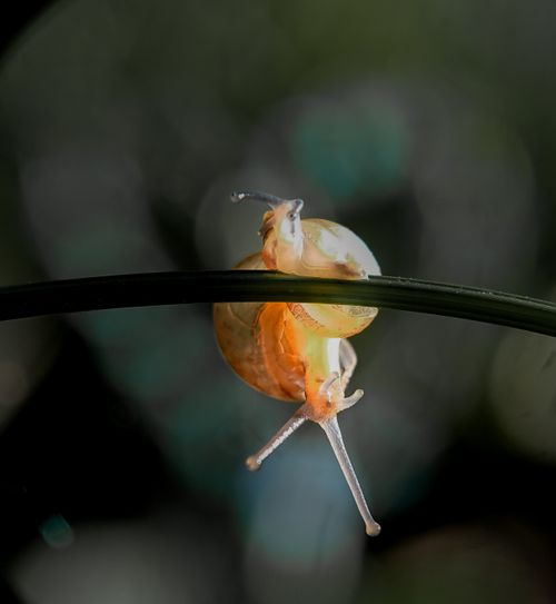 Free Macro shot of a snail on a twig with a soft, bokeh background, emphasizing nature's details. Stock Photo