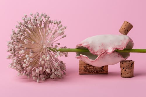 Foto profissional grátis de concha do mar, fechar-se, flor