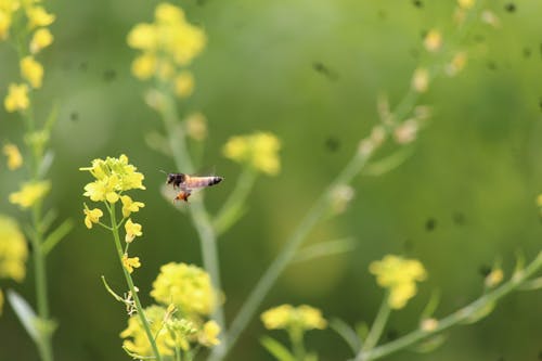 Yellow and Black Bee on Yellow Flower