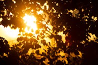 Sun Behind Green Leaves