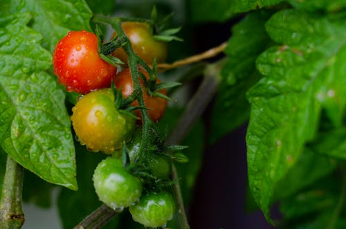 Free Close-up of Cherry Tomatoes Ripening  Stock Photo