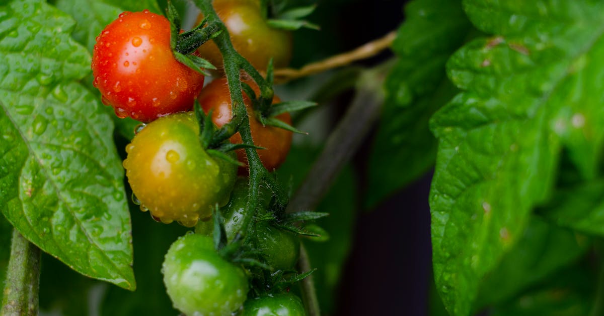 Why do my tomatoes split before they ripen