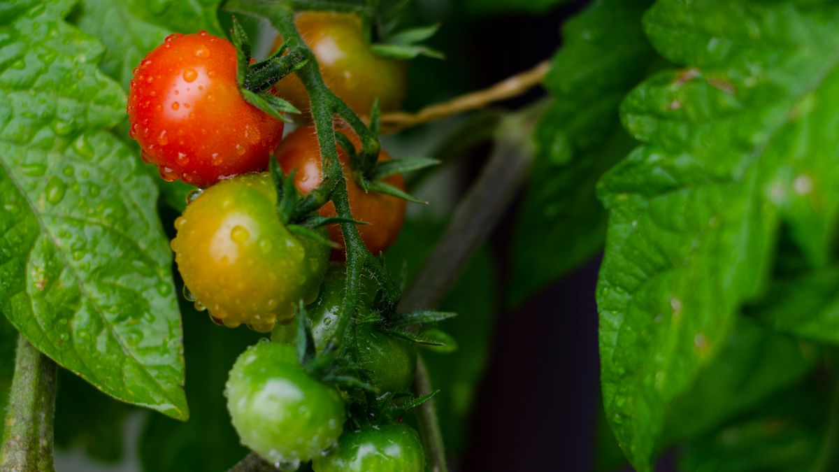 Lutter naturellement contre les maladies du potager en période sèche - illustration