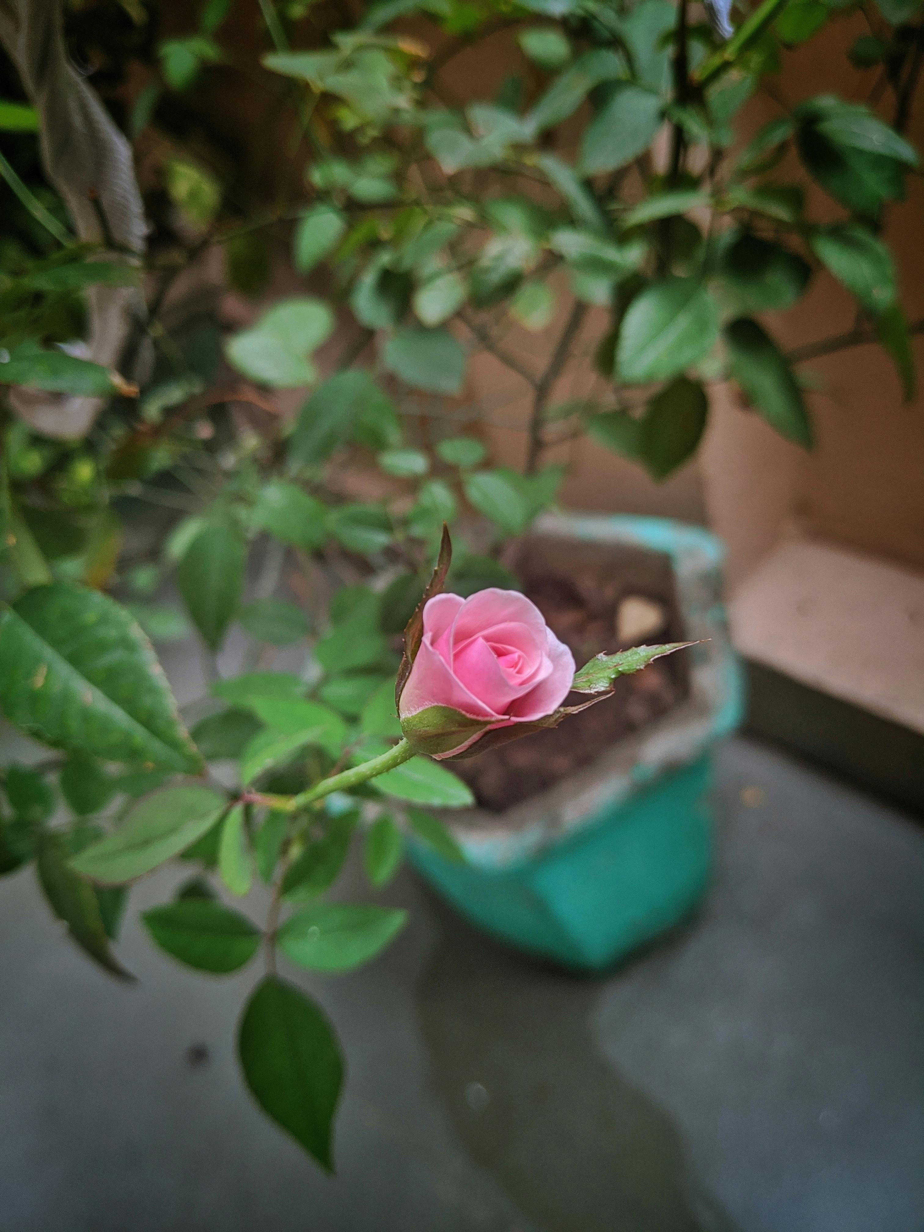 Vue panoramique de Sarajevo avec ses mosquées et églises