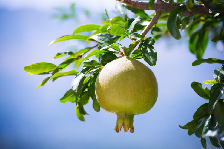 Green Pomegranate Fruit On A Branch