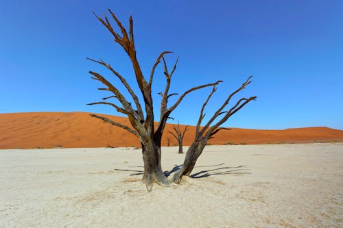 Dry Tree on a Desert Dunes
