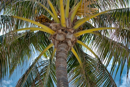 Foto stok gratis bidikan sudut sempit, langit biru, pohon kelapa