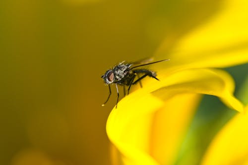 Free Extreme Close up of a Fly Stock Photo