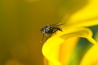 Black Fly Perched on Yellow Flower