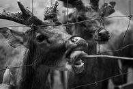Grayscale Photo of Cow in Cage