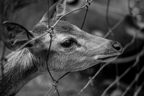 Free Grayscale Photo of Deer in Cage Stock Photo