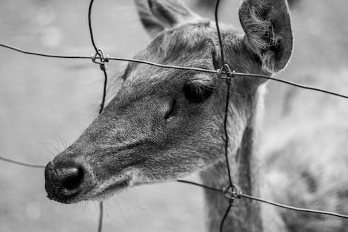 Free Grayscale Photo of Deer in Grass Field Stock Photo