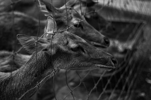 Free Grayscale Photo of Deer in Cage Stock Photo