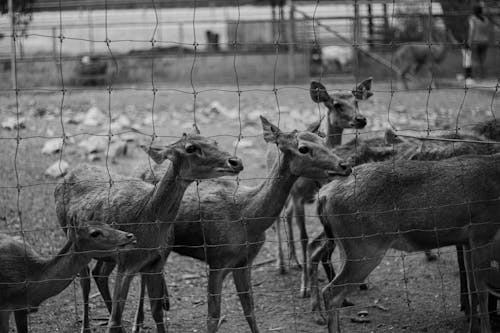 Foto profissional grátis de animais selvagens, cela, escala de cinza