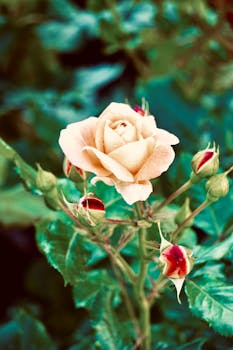 户外拍摄的一朵盛开的桃子玫瑰特写，周围环绕着花蕾，背景模糊