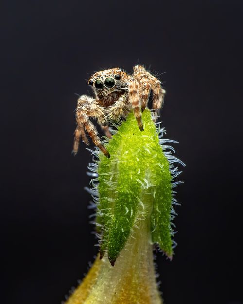 Free Small jumping spider crawling on green thorny plant in light place on black background Stock Photo