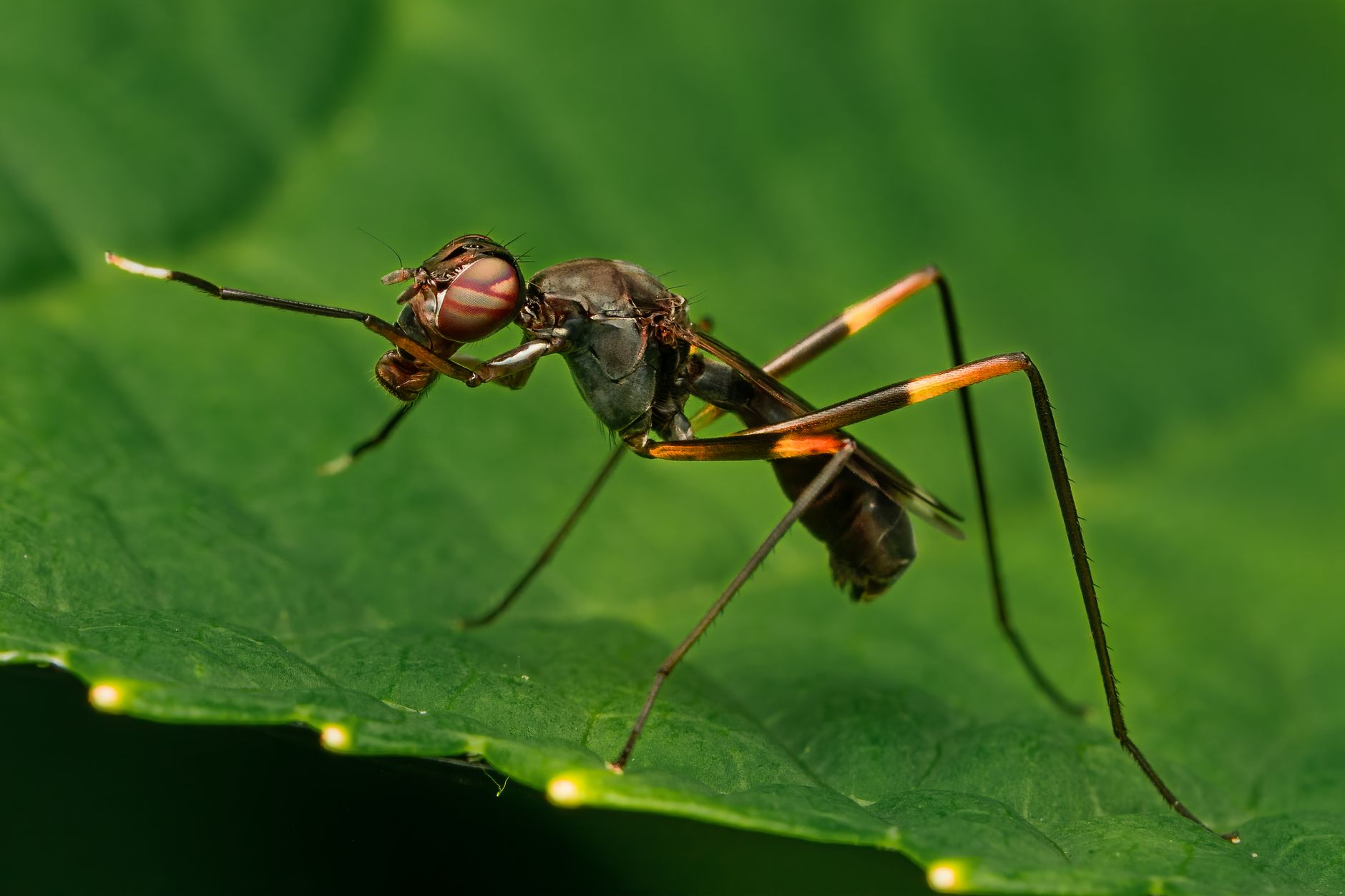 Stilt legged fly with long thin legs with yellow spots and wings sitting on green leaf in nature in daytime
