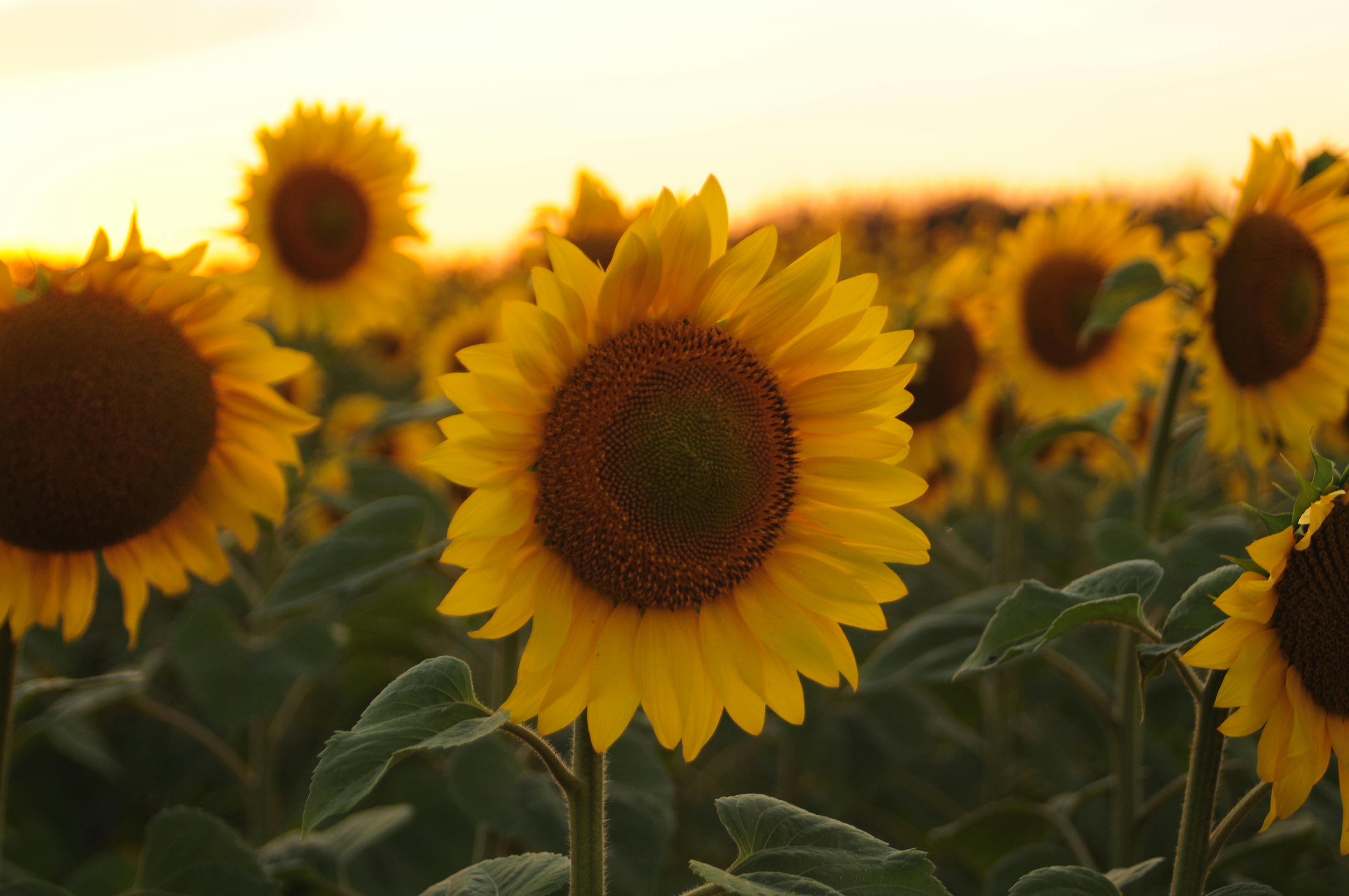 Beautiful sunflowers in bloom at sunset, showcasing vibrant summer colors.