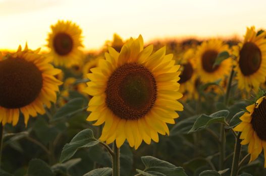 Sunflowers in Close Up Photography