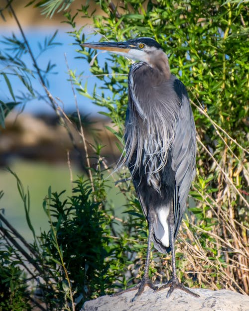 Grey Heron Perched on a Rock