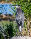 Grey Heron Perched on a Rock