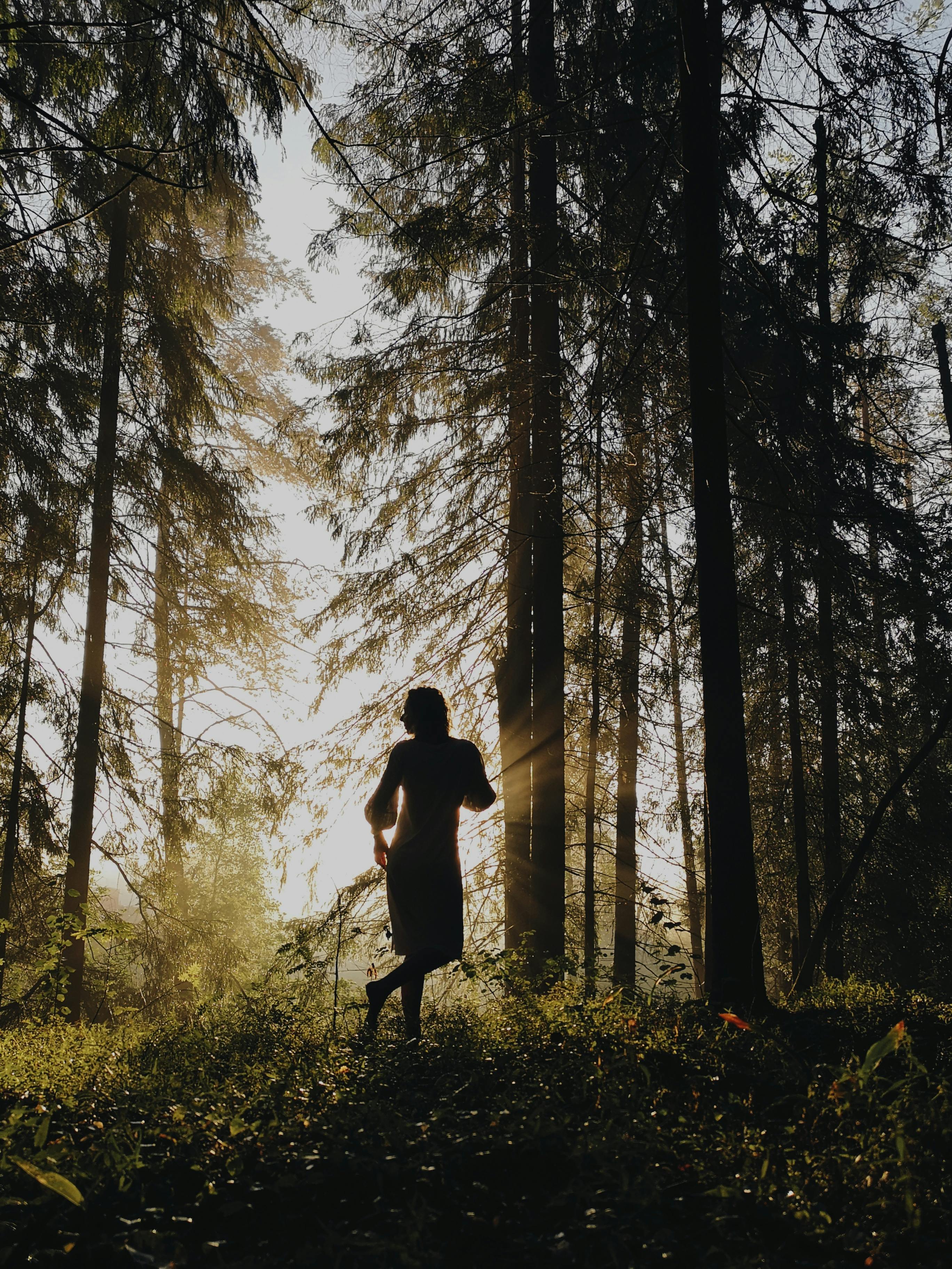 Full body silhouette of unrecognizable female in dress standing on grassy ground among tall trees in sunny forest on summer day